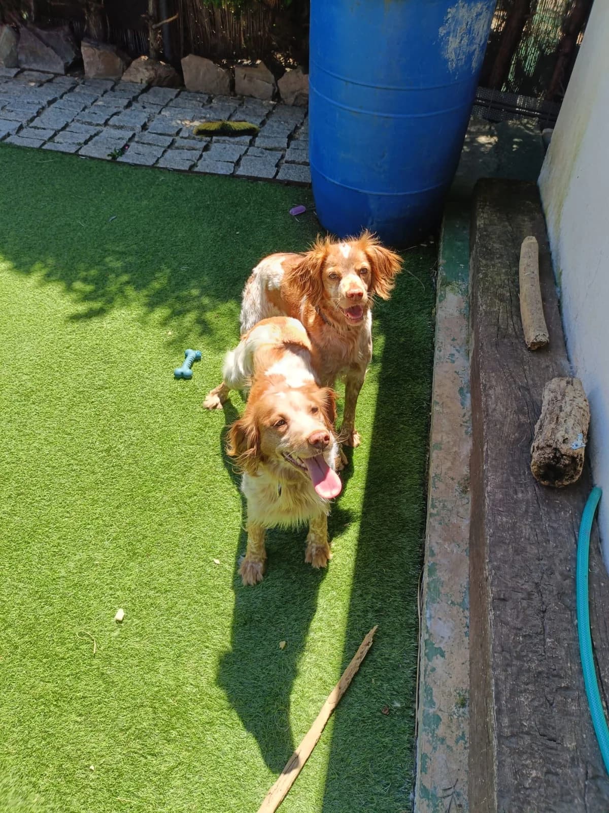 Leya und Neri, female mixed breed for adoption at Bretonen in Not e.V., Moschheim