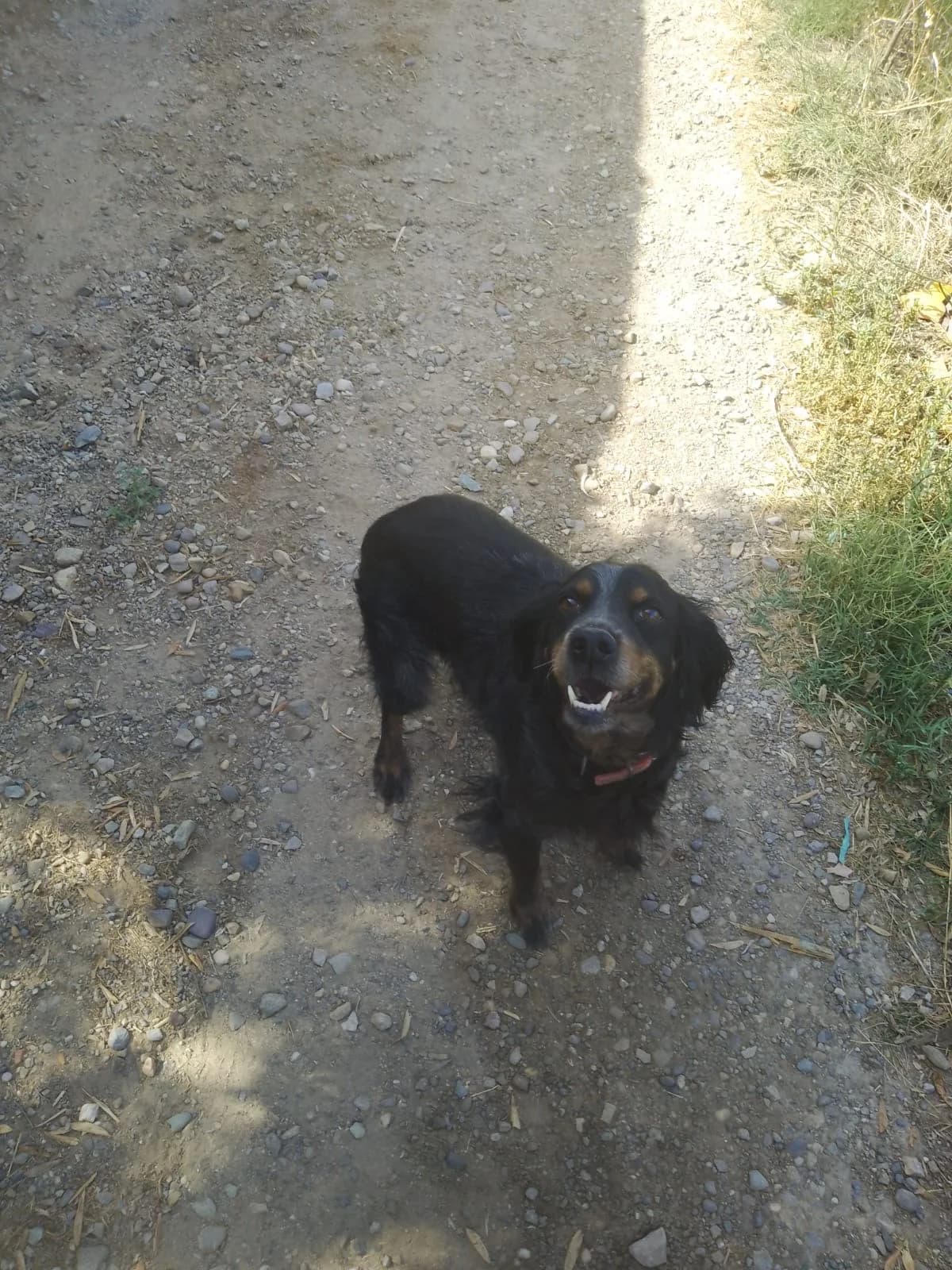 Lola, female 6yo mixed breed for adoption at Bretonen in Not e.V., Moschheim