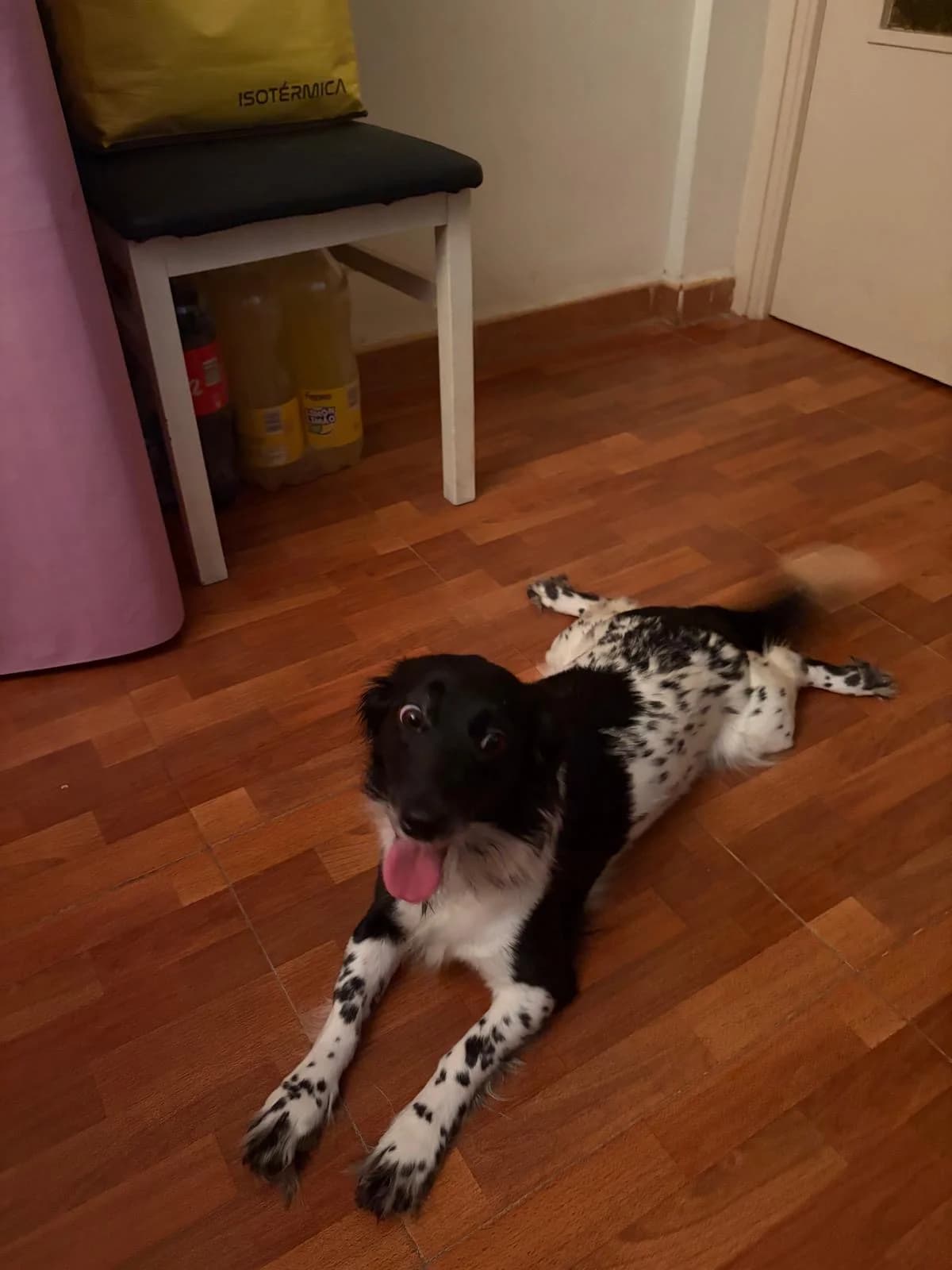 Luna, female 4yo mixed breed for adoption at Bretonen in Not e.V., Moschheim