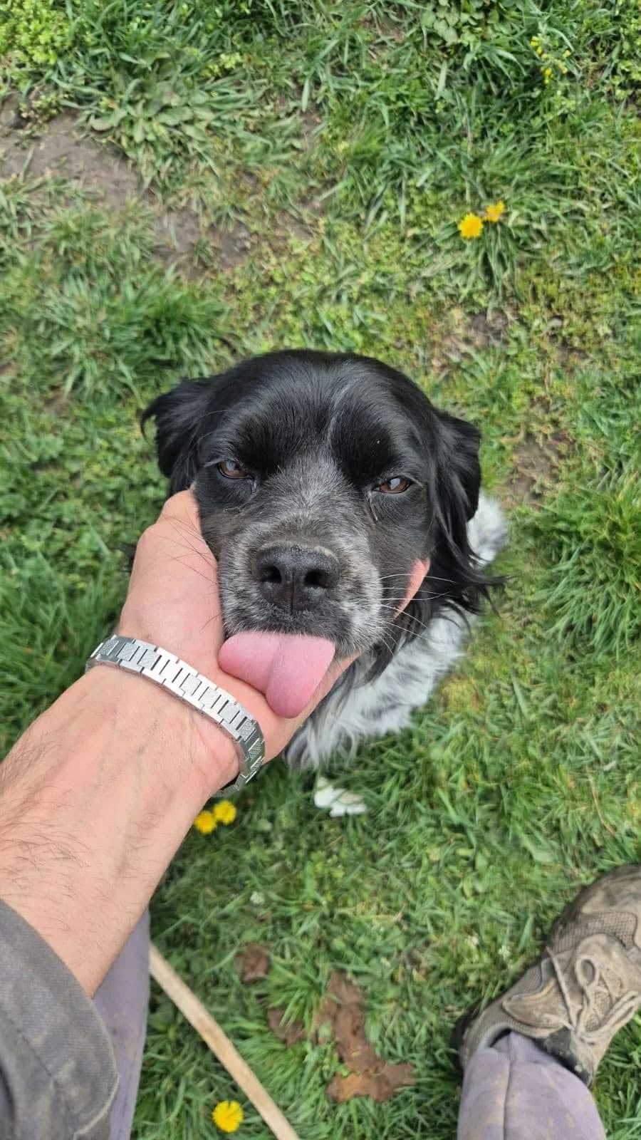 Mateo, male mixed breed for adoption at Bretonen in Not e.V., Moschheim