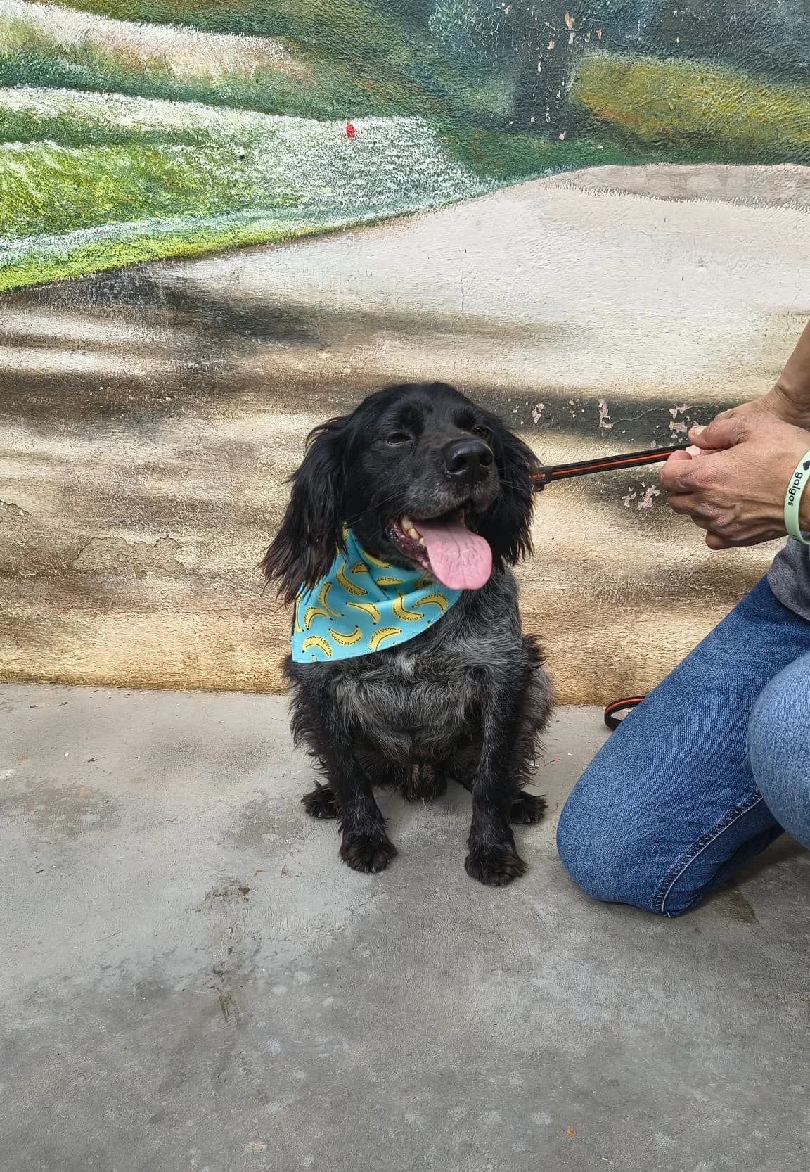 Morfeo, female young Brittany Spaniel for adoption at Bretonen in Not e.V., Moschheim