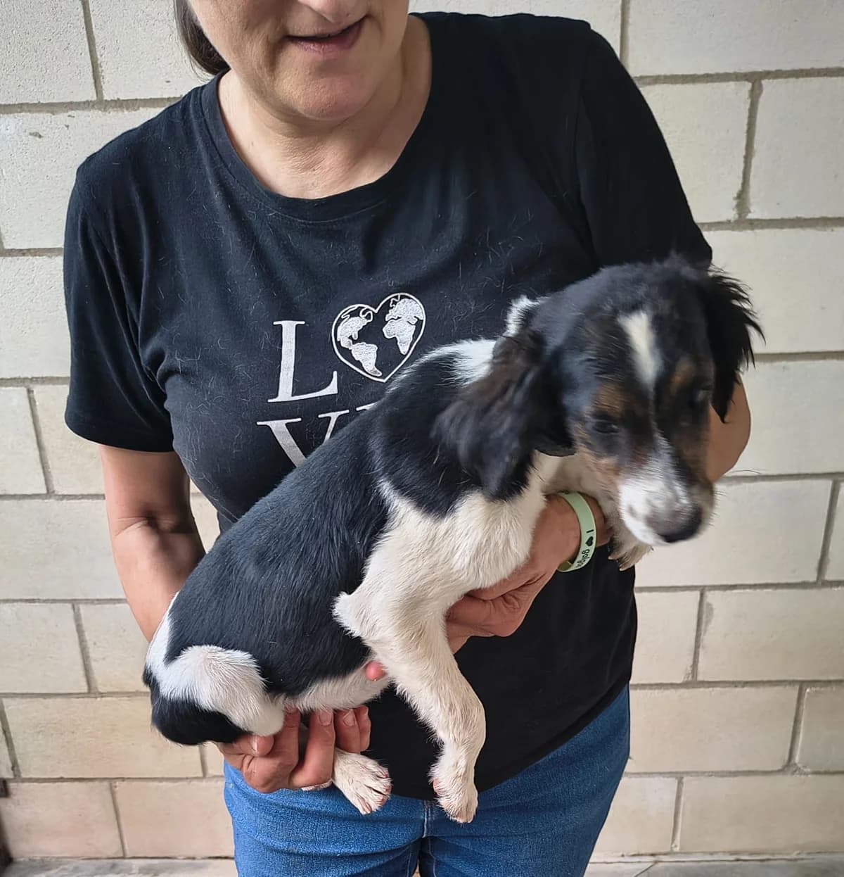 Nico, male puppy Podenco for adoption at Bretonen in Not e.V., Moschheim