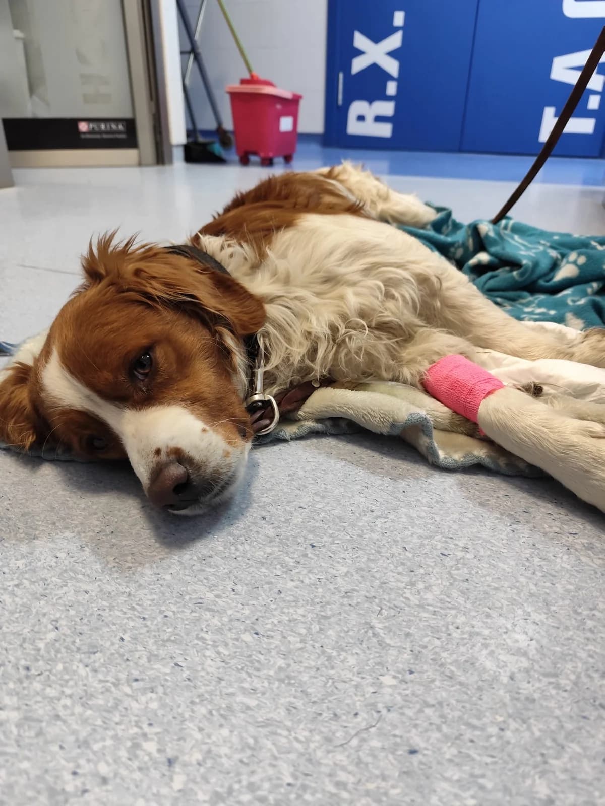 Notfall Hugo, male Brittany Spaniel for adoption at Bretonen in Not e.V., Moschheim