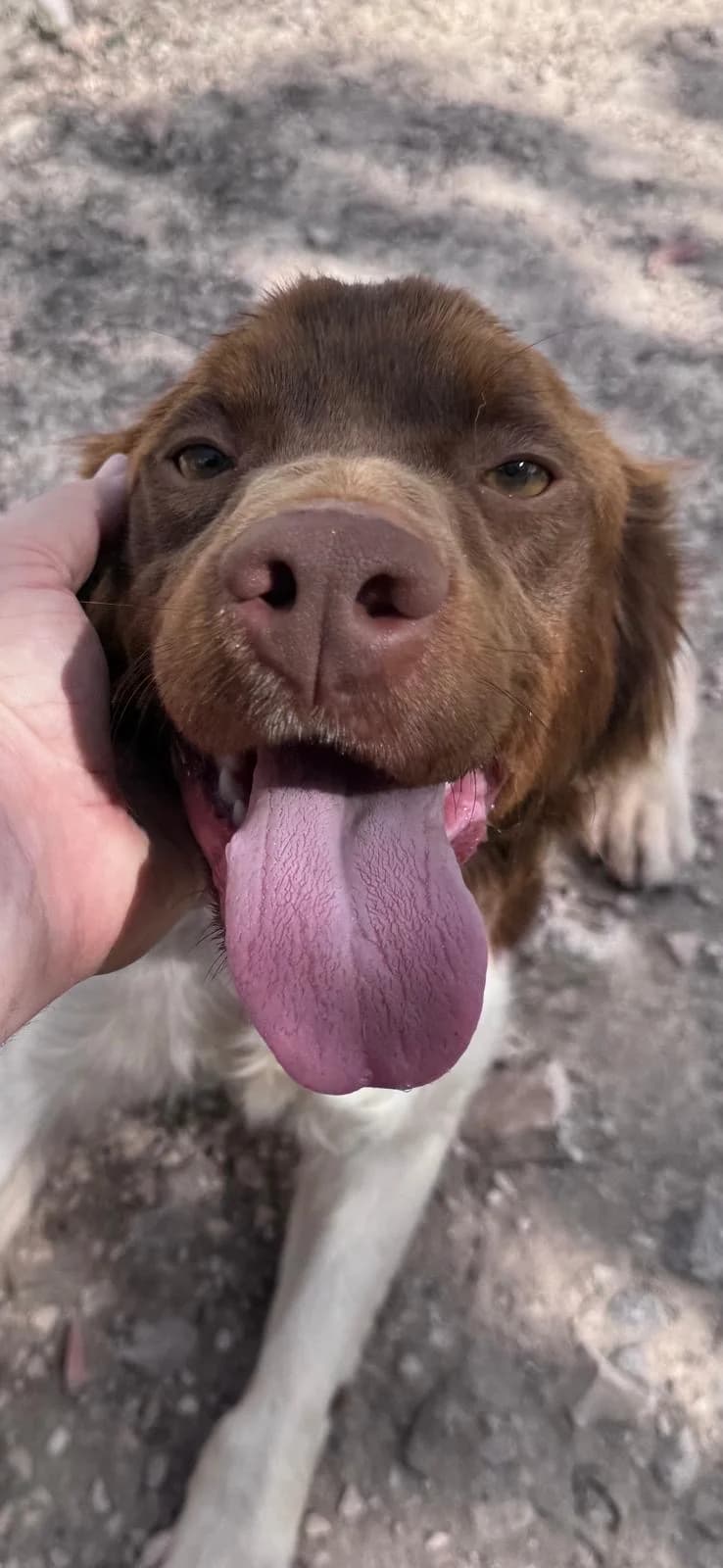 Pepe, male young Brittany Spaniel for adoption at Bretonen in Not e.V., Moschheim
