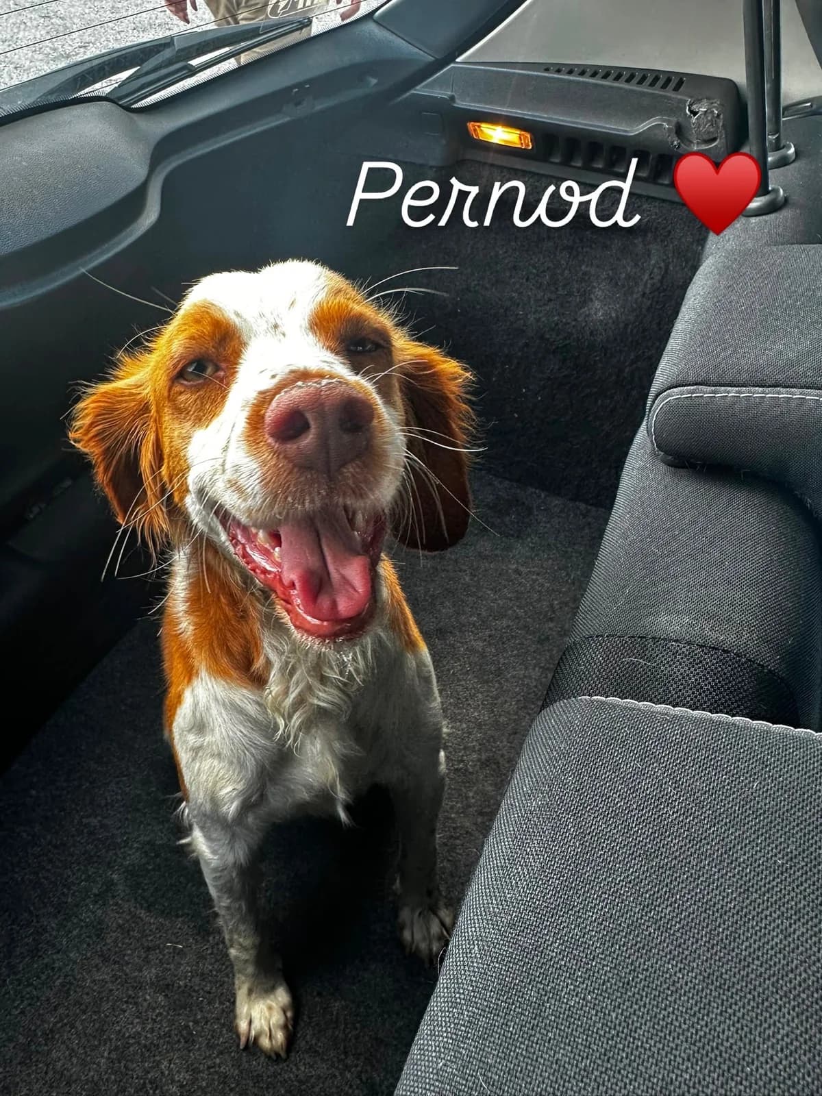 Pernod, male young mixed breed for adoption at Bretonen in Not e.V., Moschheim