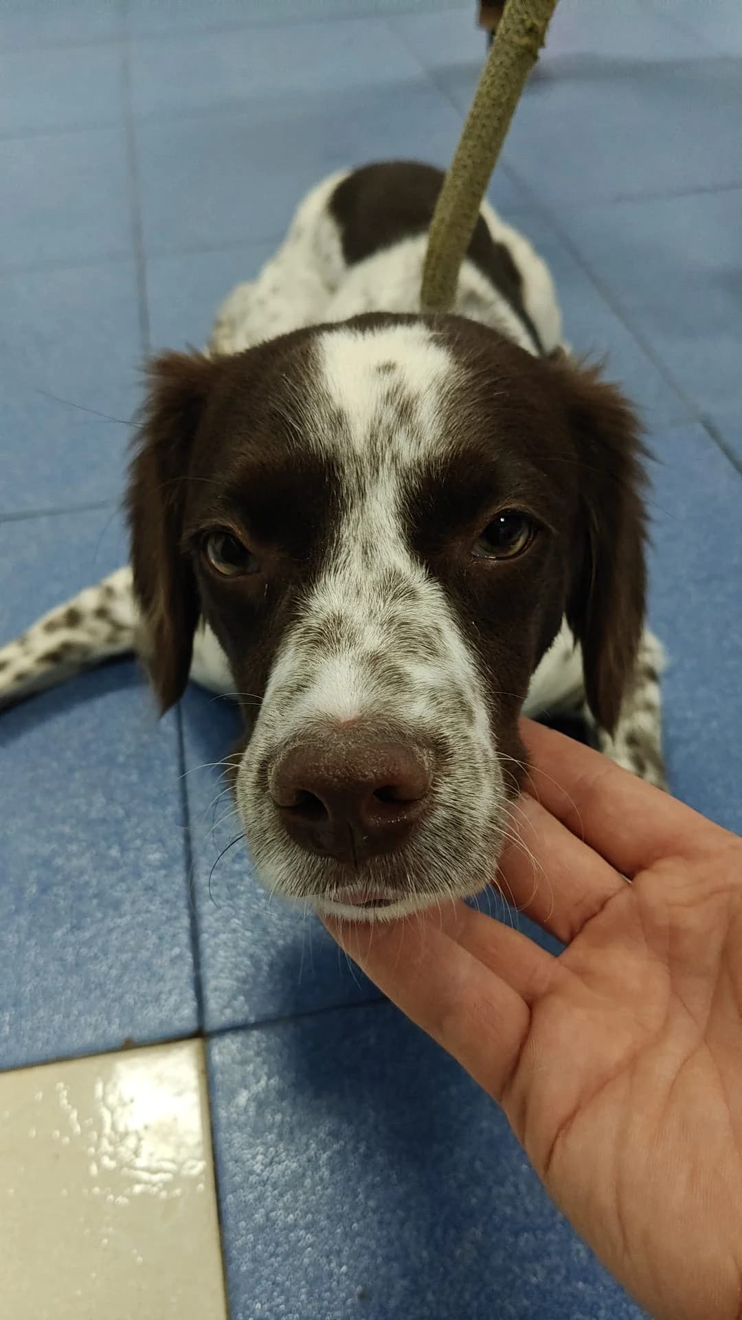Pinon, male mixed breed for adoption at Bretonen in Not e.V., Moschheim