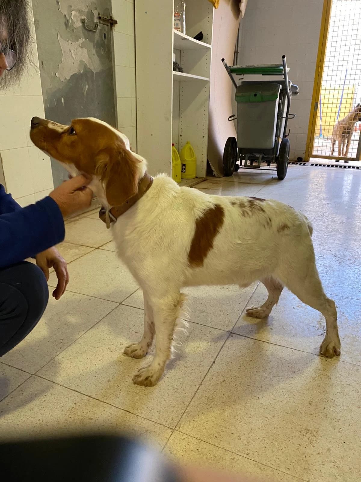 Rambo, male 4yo Brittany Spaniel for adoption at Bretonen in Not e.V., Moschheim