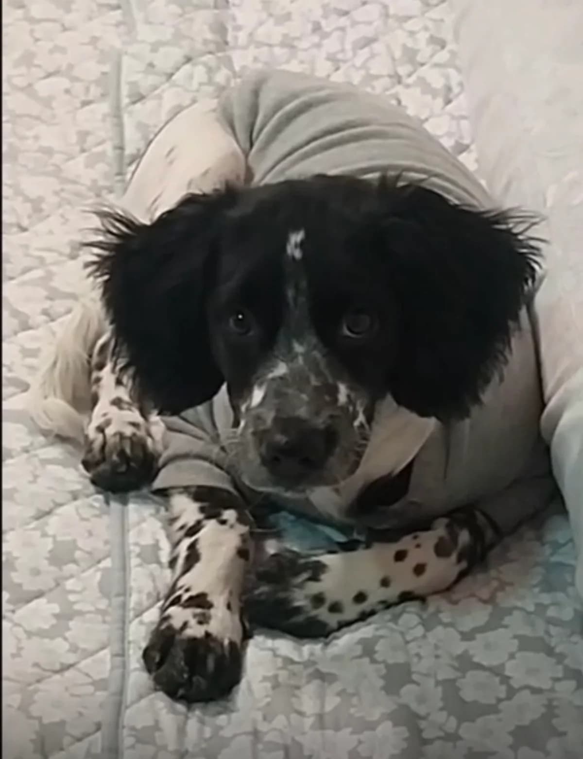 Roy, male Brittany Spaniel for adoption at Bretonen in Not e.V., Moschheim