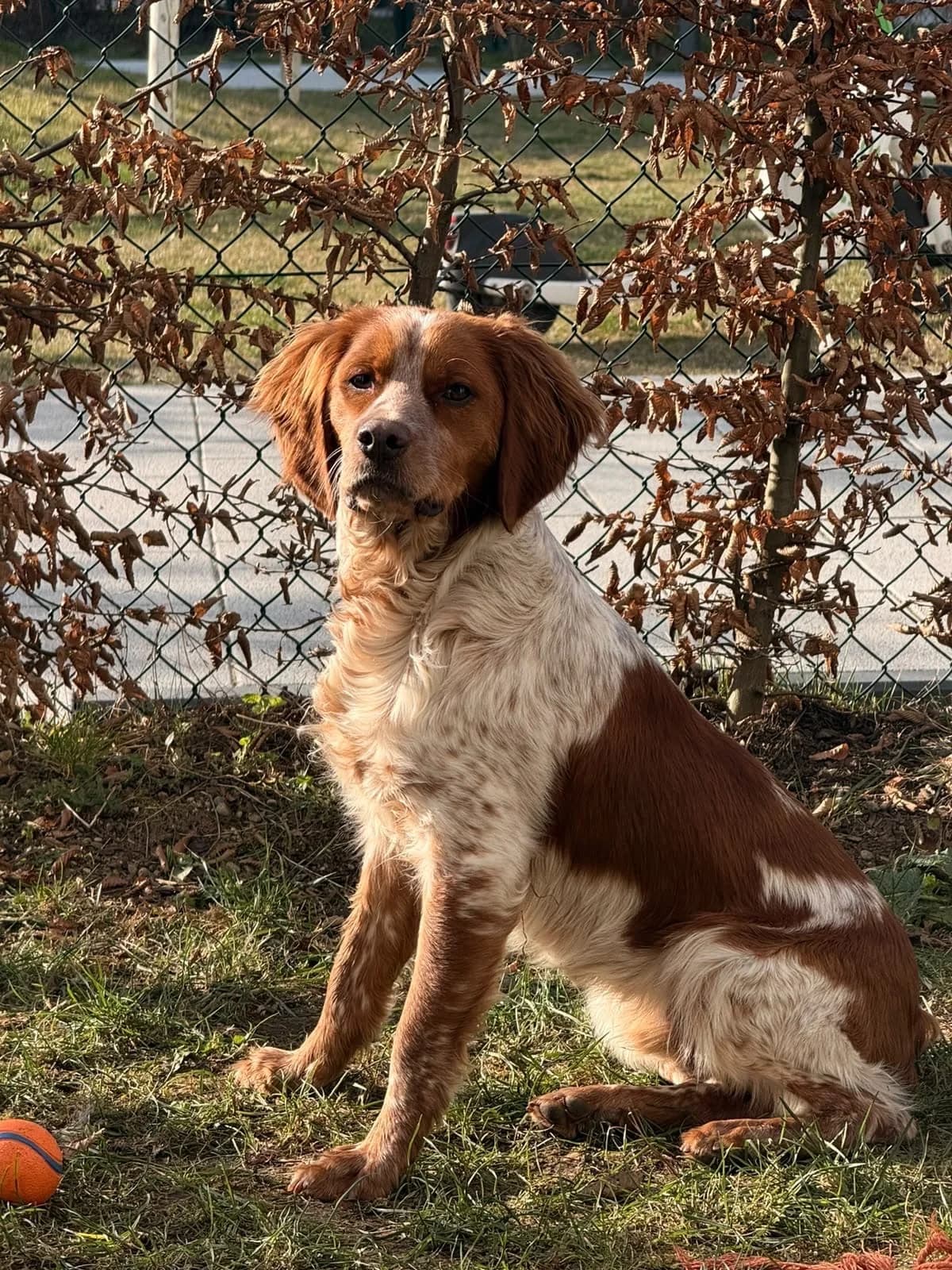 Sabi - Sabito, male mixed breed for adoption at Bretonen in Not e.V., Moschheim