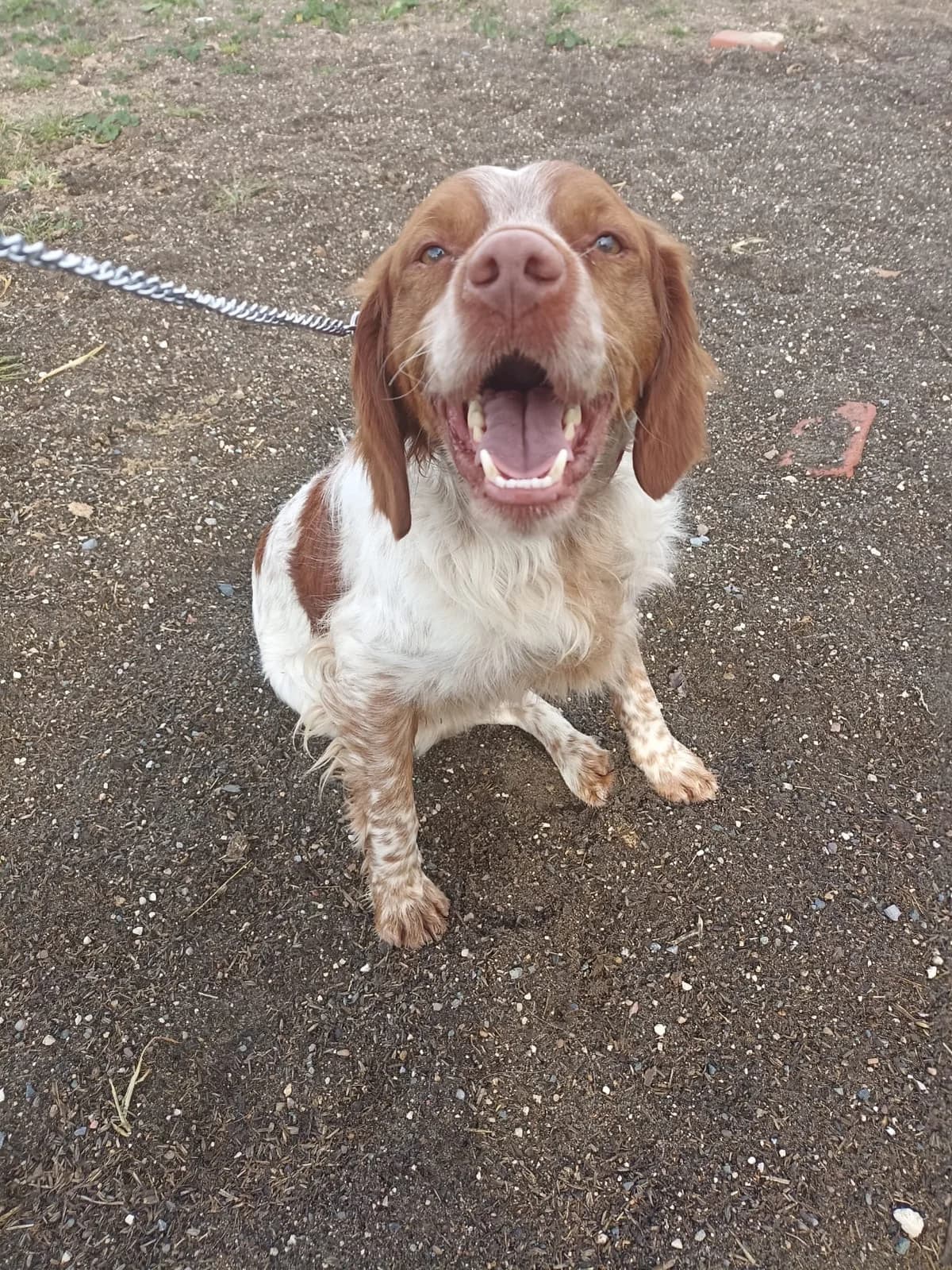Silas, male Brittany Spaniel for adoption at Bretonen in Not e.V., Moschheim