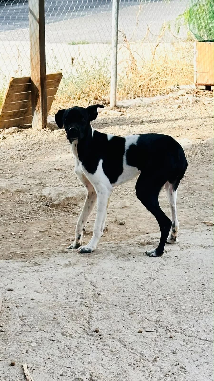 Silbon, male young Pointer for adoption at Bretonen in Not e.V., Moschheim