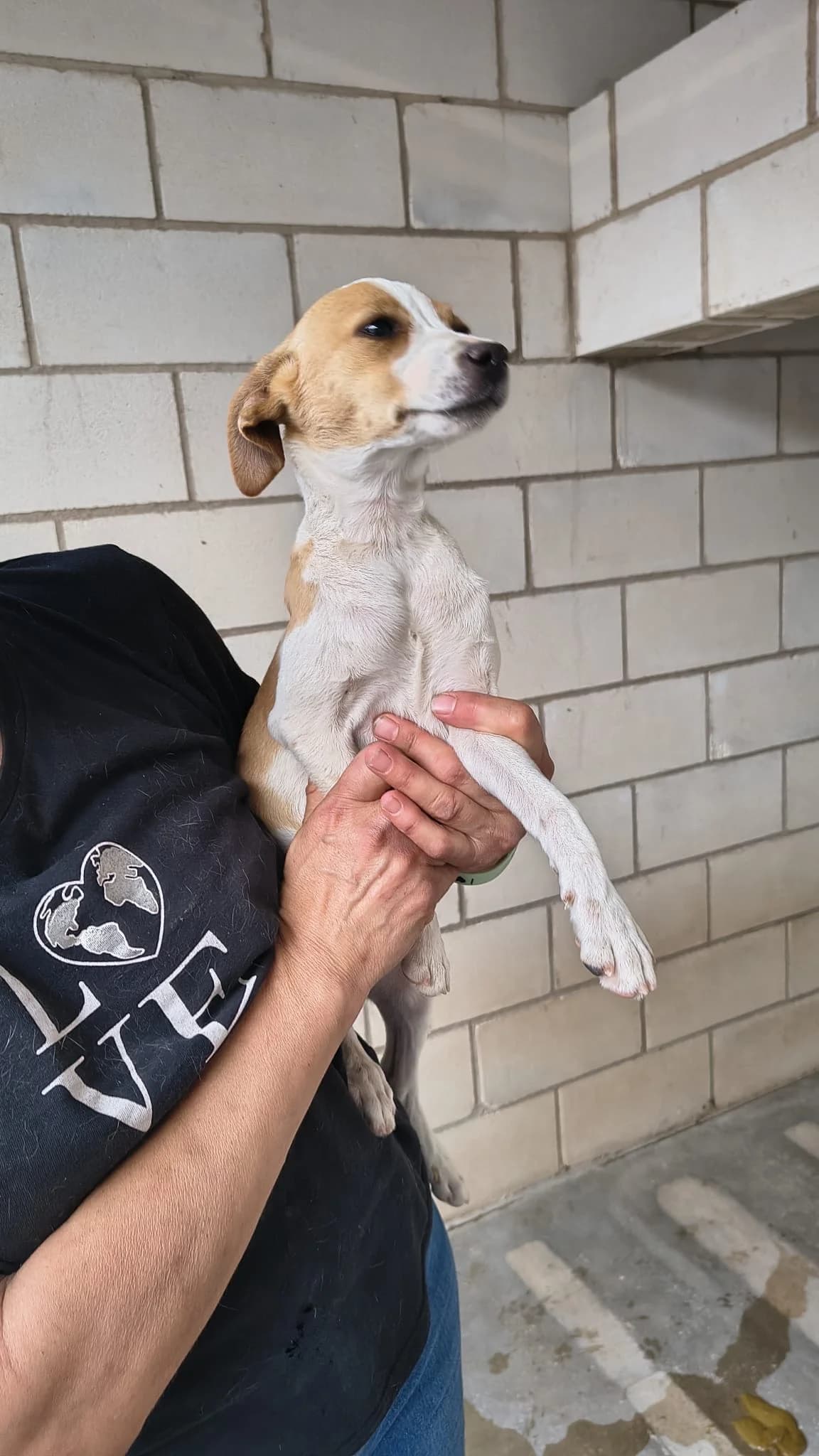Susan, female puppy Podenco for adoption at Bretonen in Not e.V., Moschheim