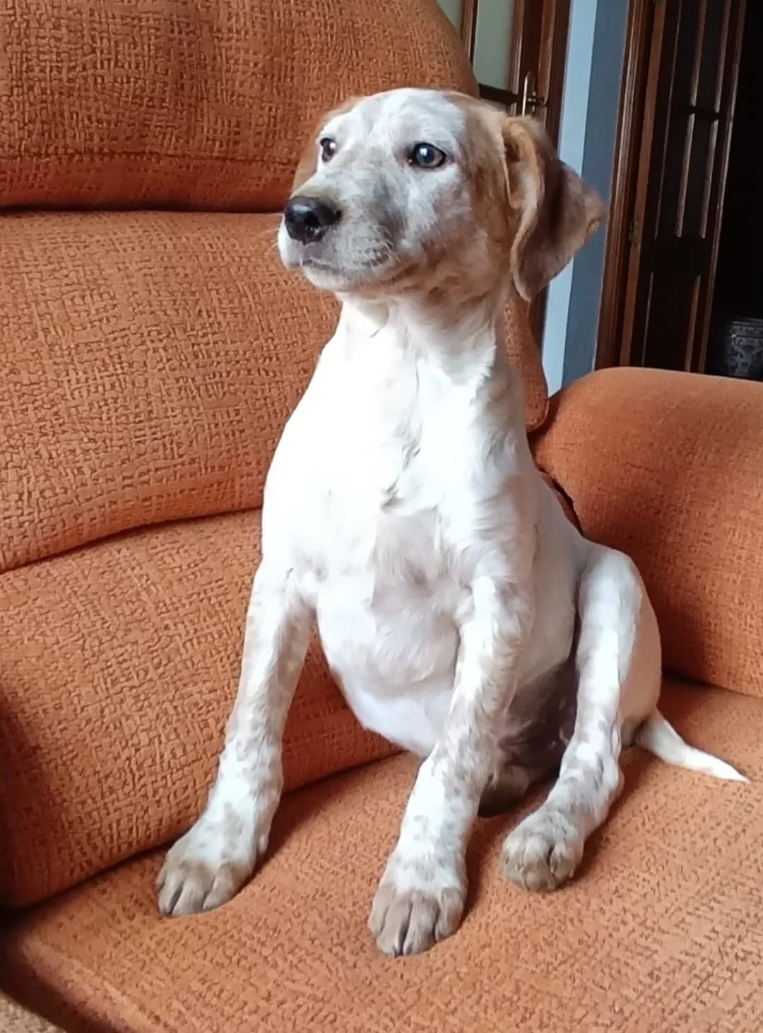 Tadeo, male puppy Mixed Breed for adoption at Bretonen in Not e.V., Moschheim
