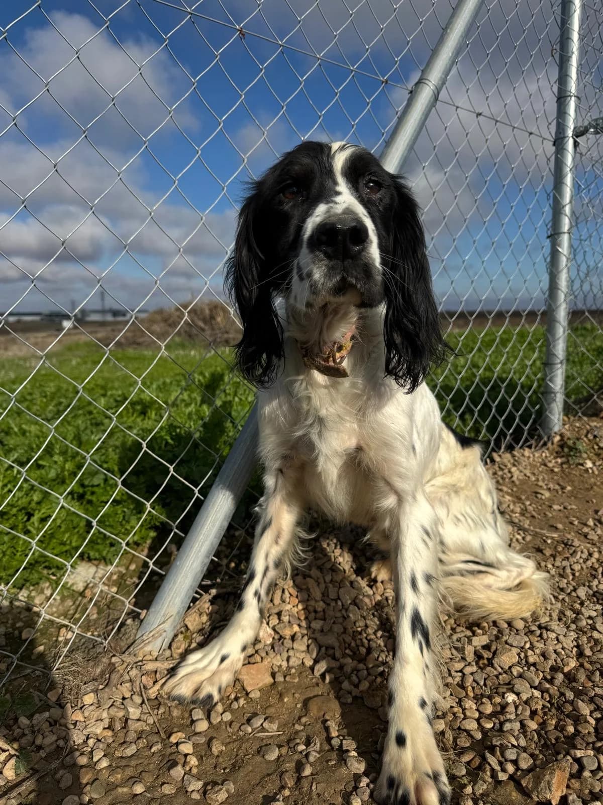 Terri, male 3yo mixed breed for adoption at Bretonen in Not e.V., Moschheim