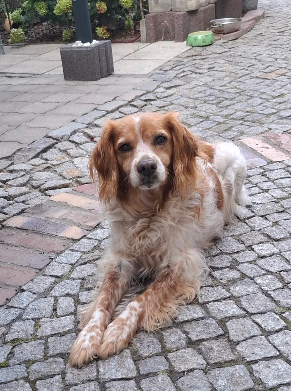 Tessa, female senior mixed breed for adoption at Bretonen in Not e.V., Moschheim