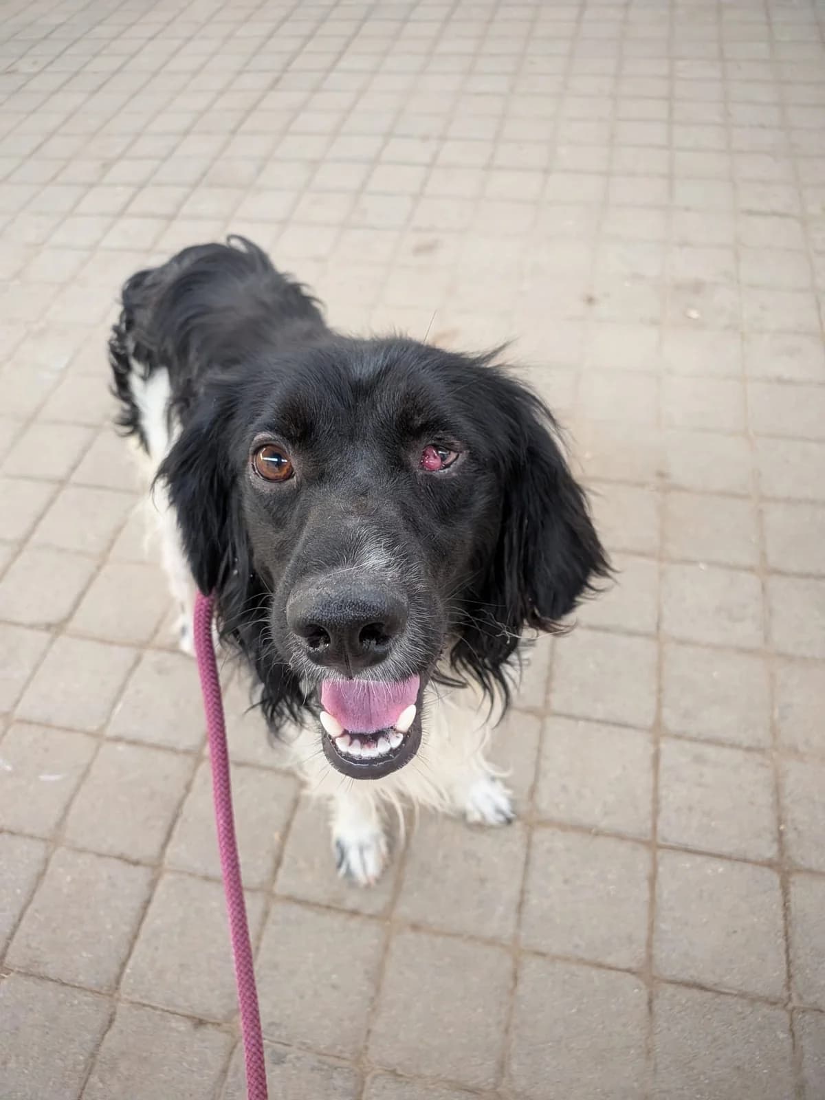 Tonic, male mixed breed for adoption at Bretonen in Not e.V., Moschheim