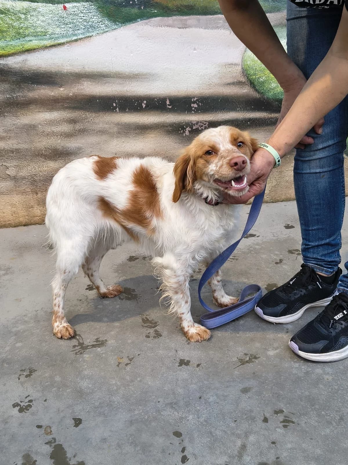 Yuna, female Brittany Spaniel for adoption at Bretonen in Not e.V., Moschheim