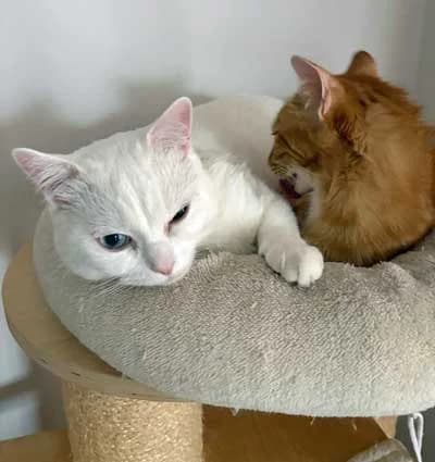 Gustav + Vincent, male Mixed Breed for adoption at Bund der Katzenfreunde e.V., Grünwald