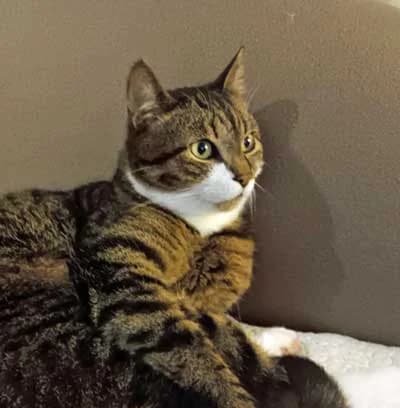 Mietz, male Mixed Breed for adoption at Bund der Katzenfreunde e.V., Grünwald