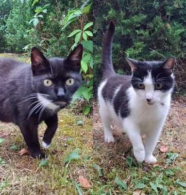 Willi + Muffin, schwarz male senior Mixed Breed for adoption at Bund der Katzenfreunde e.V., Grünwald