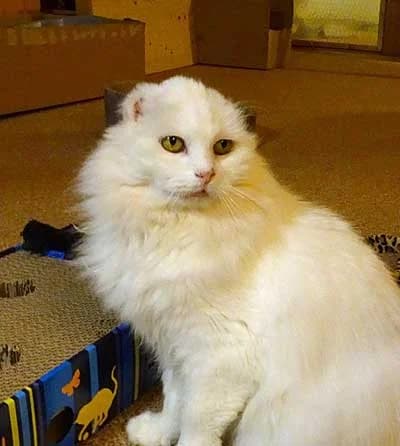 Lilly, female mixed breed for adoption at Bund der Katzenfreunde e.V.