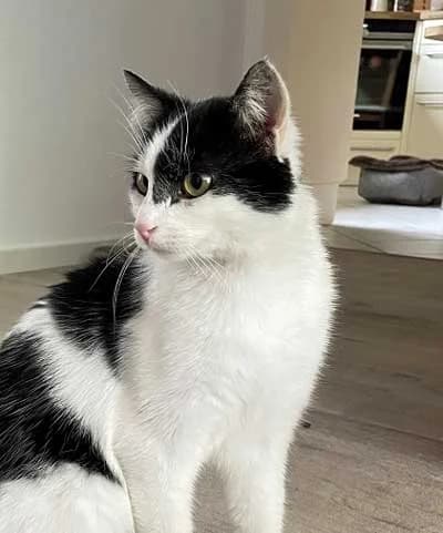 Waldi, male European Shorthair for adoption at Bund der Katzenfreunde e.V.