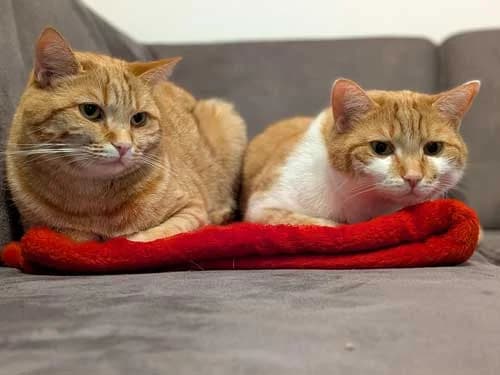 Flecky + Cosmo, rot male 4yo British Shorthair for adoption at Bund der Katzenfreunde e.V., Grünwald