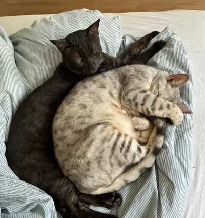 Pali + Baghira, male Bengal for adoption at Bund der Katzenfreunde e.V.