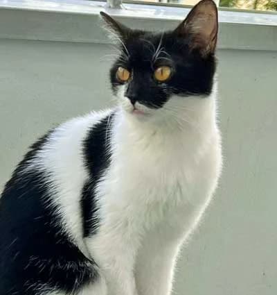 Boubou, female European Shorthair for adoption at Bund der Katzenfreunde e.V., Grünwald
