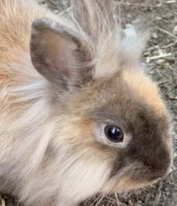 Flöckchen, female young Mixed Breed for adoption at Bunnyhilfe e.V., Menden