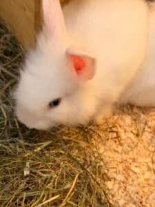 Flocke, female puppy Mixed Breed for adoption at Bunnyhilfe e.V., Menden