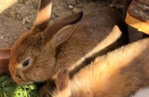 Strolch, male Mixed Breed for adoption at Bunnyhilfe e.V., Menden