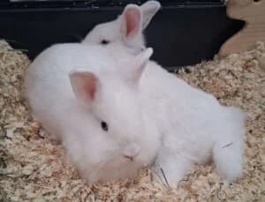 Sunny & Felix, 5yo Mixed Breed for adoption at Bunnyhilfe e.V., Menden