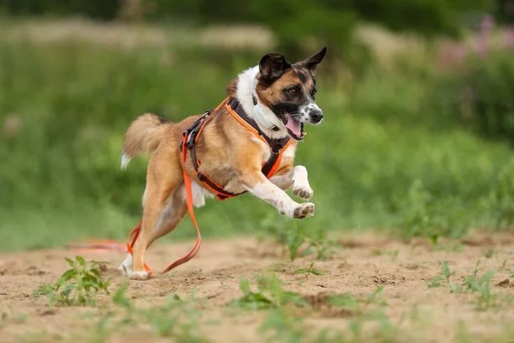 Anton, male 6yo Mixed Breed for adoption at Canifair e.V., Kaarst