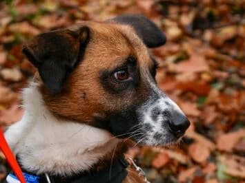 Anton, male 6yo Mixed Breed for adoption at Canifair e.V., Kaarst
