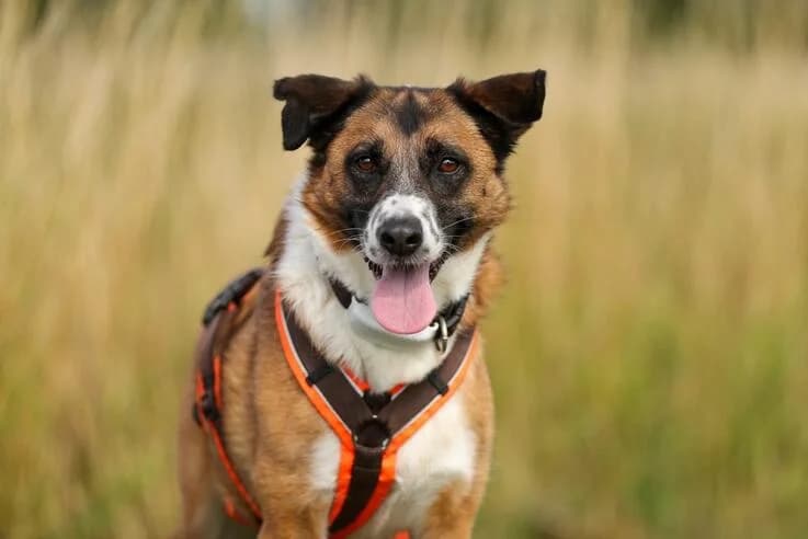 Anton, male 6yo Mixed Breed for adoption at Canifair e.V., Kaarst