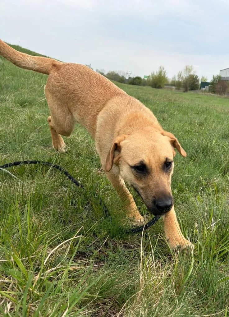 Csipkebogyó, female puppy Mixed Breed for adoption at Canifair e.V., Kaarst