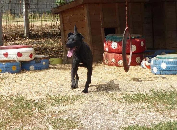 Füli, female 5yo Mixed Breed for adoption at Canifair e.V., Kaarst