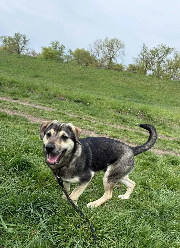 Kőrte, male puppy Mixed Breed for adoption at Canifair e.V., Kaarst