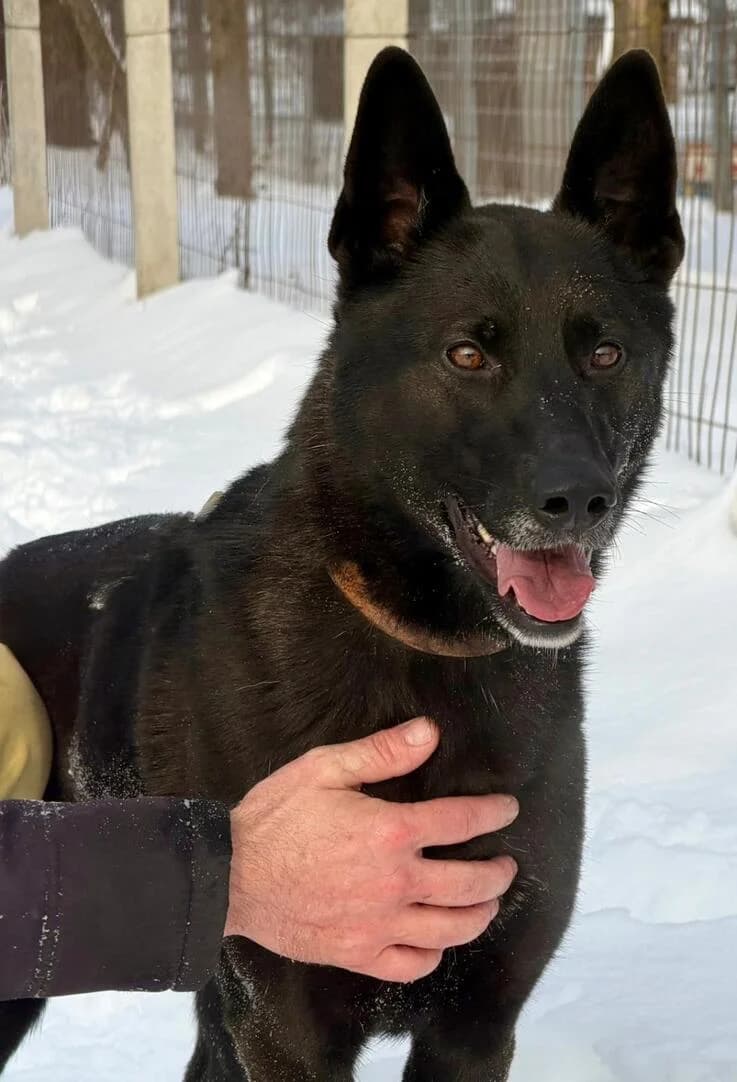 Lady Mesi (reserviert in Ungarn), female 3yo German Shepherd for adoption at Canifair e.V., Kaarst