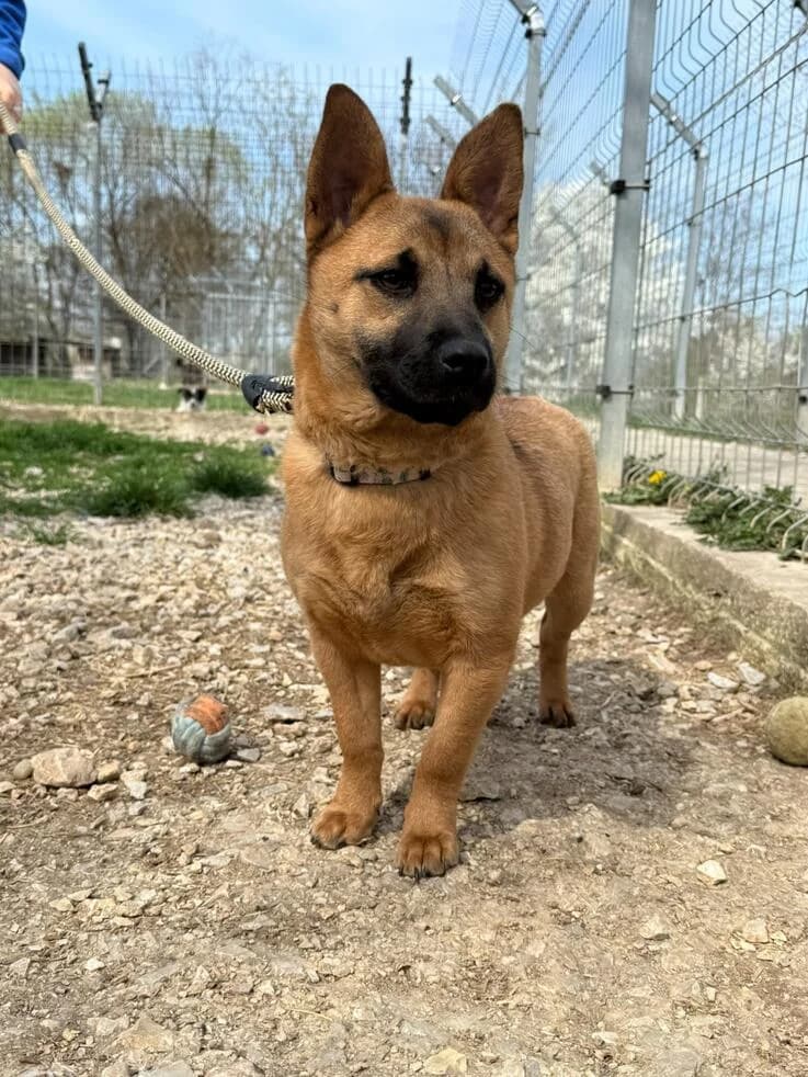 Olivia, female puppy Mixed Breed for adoption at Canifair e.V., Kaarst