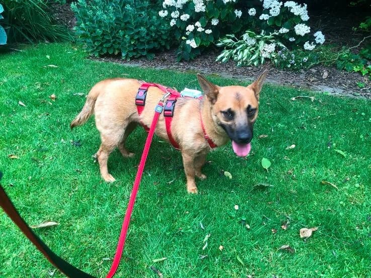 Olivia, female young Mixed Breed for adoption at Canifair e.V., Kaarst