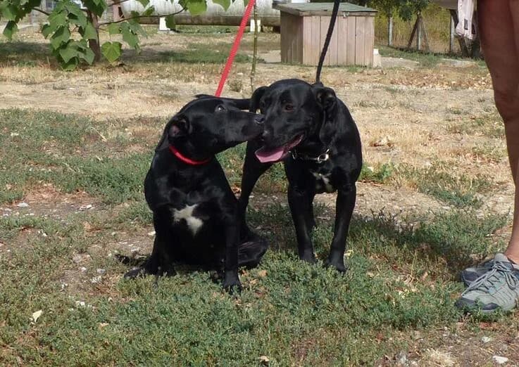 Angel und Bajnok, schwarz female young Mixed Breed for adoption at Canifair e.V., Kaarst