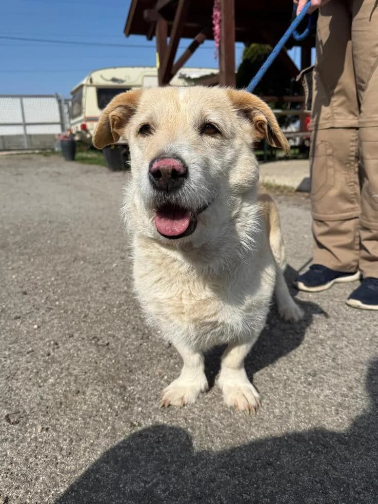 Angelina, gold female senior Mixed Breed for adoption at Canifair e.V., Kaarst