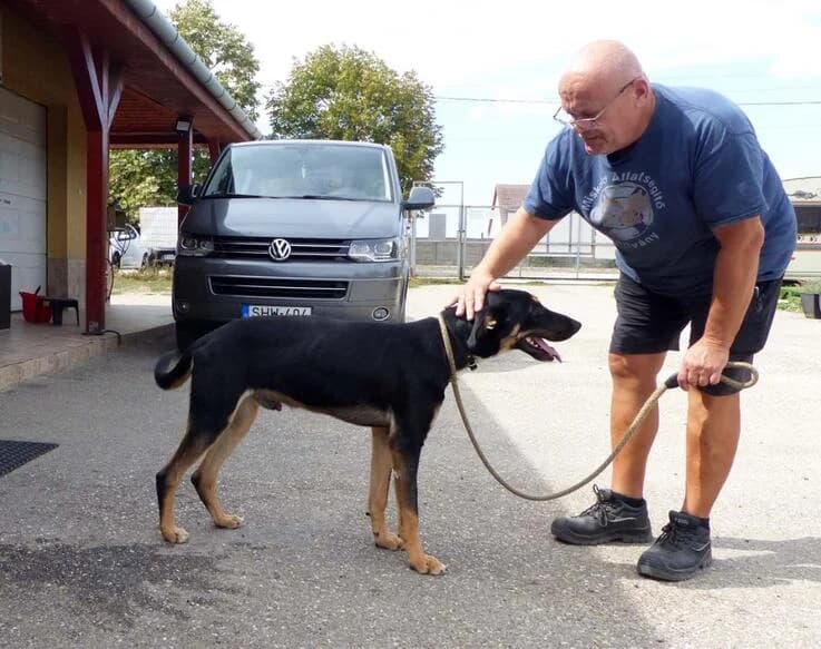 Anti, male 3yo Mixed Breed for adoption at Canifair e.V., Kaarst