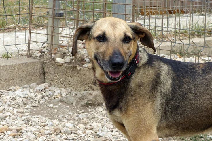 Artur (2), male senior Mixed Breed for adoption at Canifair e.V., Kaarst