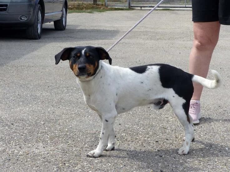 Bandika, male young Mixed Breed for adoption at Canifair e.V., Kaarst