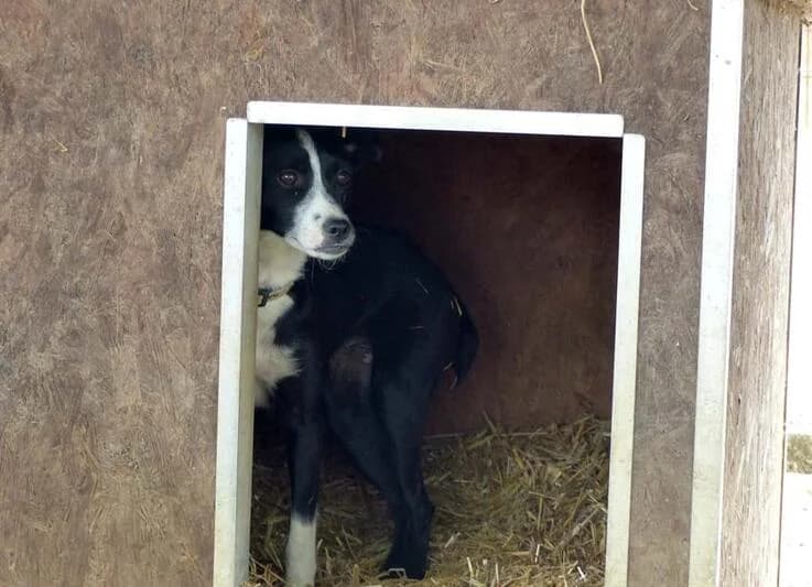 Barka, female young Mixed Breed for adoption at Canifair e.V., Kaarst