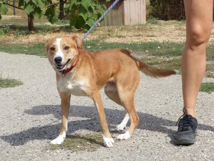 Carlos, male young Mixed Breed for adoption at Canifair e.V., Kaarst