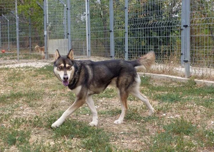 Cloe, female 4yo Husky for adoption at Canifair e.V., Kaarst